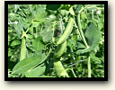 Siri and Son Farms